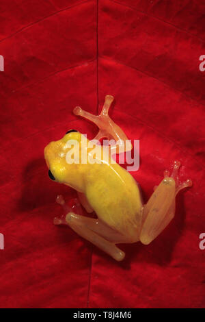 Golden Tree Frog auf ein rotes Blatt, Indonesien Stockfoto