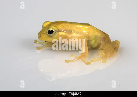 Golden Tree Frog auf einem Stück Glas, Indonesien Stockfoto