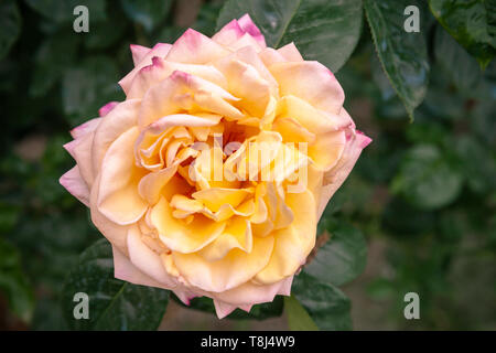 Gelb Rosa Rose Blume über dunklen Garten Hintergrund. Nahaufnahme mit weichen selektiven Fokus, Ansicht von oben Stockfoto