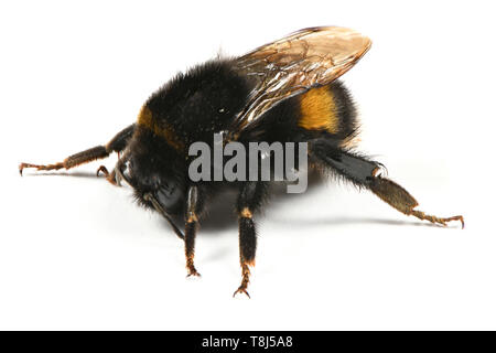 Hummel (Bombus terrestris) auf weißem Hintergrund. Hochauflösendes Foto. Volle Tiefenschärfe. Stockfoto