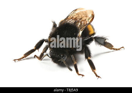 Hummel (Bombus terrestris) auf weißem Hintergrund. Hochauflösendes Foto. Volle Tiefenschärfe. Stockfoto