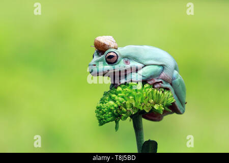 Schnecke sitzt auf einem Pummelig Laubfrosch, Indonesien Stockfoto