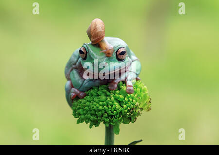 Schnecke sitzt auf einem Pummelig Laubfrosch, Indonesien Stockfoto