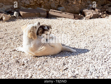 Zwei Hunde in der Sonne zusammen liegen, Jordanien Stockfoto