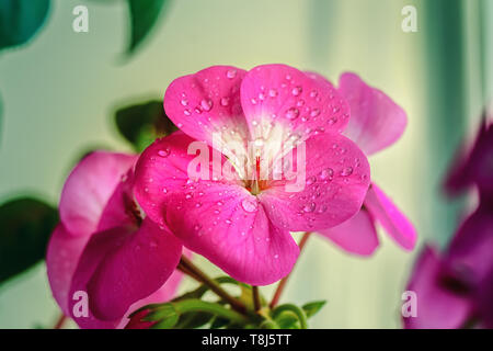 Schöne rosa Geranien Blume mit Wassertropfen auf den Blättern. Frühling blühende Pflanzen. Close-up Stockfoto