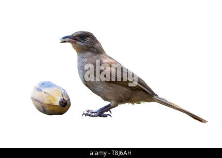 Streifen-eared Bulbul Fütterung auf Banane auf weißem Hintergrund Stockfoto