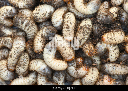 Hintergrund der Larve eines Mai Käfer (melolontha). Hochauflösendes Foto Stockfoto