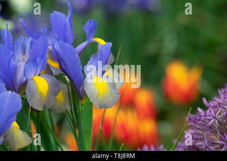 Iris X Hollandica "Gypsy Schönheit". Holländische Iris 'Gypsy Beauty' Blumen. UK Stockfoto