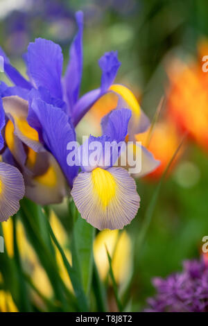 Iris X Hollandica "Gypsy Schönheit". Holländische Iris 'Gypsy Beauty' Blumen. UK Stockfoto