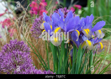 Iris X Hollandica "Gypsy Schönheit". Holländische Iris 'Gypsy Beauty' Blumen. UK Stockfoto