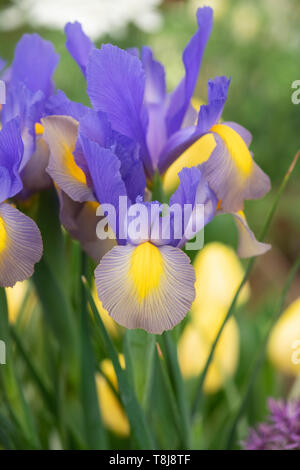 Iris X Hollandica "Gypsy Schönheit". Holländische Iris 'Gypsy Beauty' Blumen. UK Stockfoto