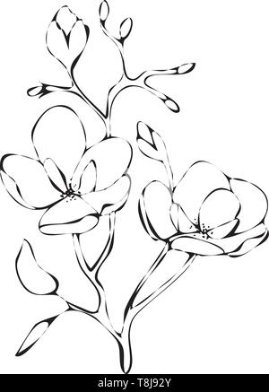 Magnolia Blumen Zeichnung und Skizze mit Line-Kunst auf weißem Hintergrund. Silhouette Stock Vektor