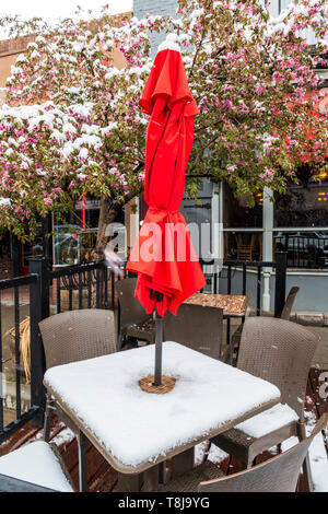 Blüte Crab Apple Tree in frischen Frühling Schnee; Café im Freien; Ströme Restaurant; Salida, Colorado, USA Stockfoto