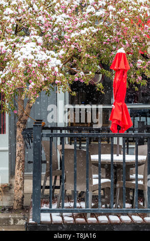 Blüte Crab Apple Tree in frischen Frühling Schnee; Café im Freien; Ströme Restaurant; Salida, Colorado, USA Stockfoto