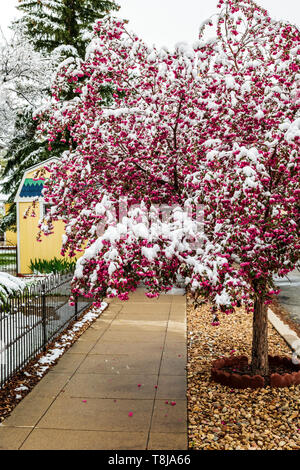 Crabapple tree abgestaubt im Frühling Schnee; Salida, Colorado, USA Stockfoto