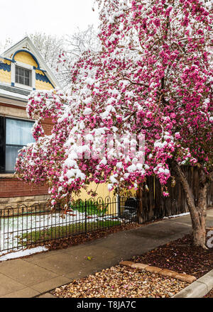 Crabapple tree abgestaubt im Frühling Schnee; Salida, Colorado, USA Stockfoto