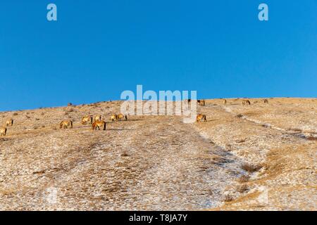 Die Mongolei, hustai National Park, Przewalski's horse oder mongolischen Wildpferd oder Dzungarian Pferd (Equus przewalskii oder Equus ferus Przewalskii), ab 1993 in Khustain Nuruu National Park wieder eingeführt Stockfoto