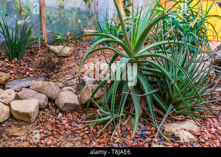 Große Aloe Vera Pflanze in einem tropischen Garten, traditionelle Heilpflanze aus Arabien Stockfoto