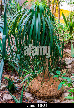 Junge Elefanten Fuß Anlage in einem tropischen Garten, beliebte Garten- und Zimmerpflanze, Zierpflanzen Stockfoto