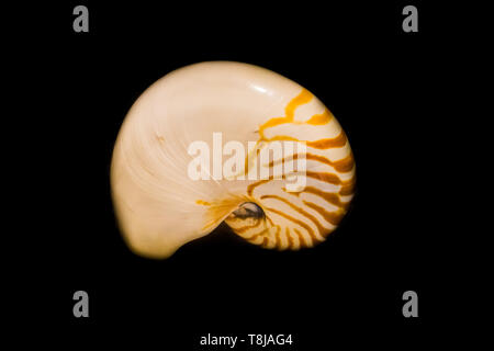 Die Hülle eines pearly Nautilus auf schwarzem Hintergrund Stockfoto