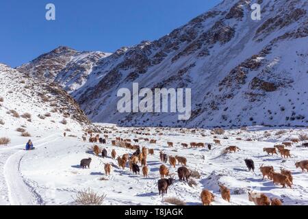 Die Mongolei, im Westen der Mongolei, Altai Gebirge, das Tal mit Schnee und Fels, Hirte mit Herde von Ziegen und Schafen in den Bergen Stockfoto