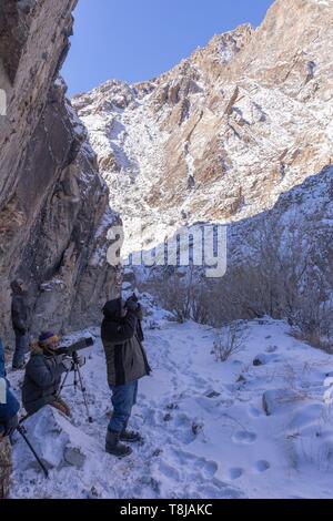 Die Mongolei, im Westen der Mongolei, Altai Gebirge, Snow Leopard oder Unze (Panthera uncia), Suche Stockfoto