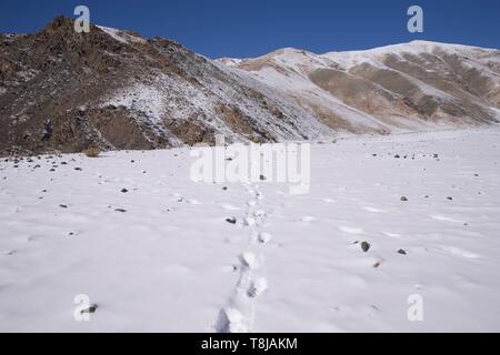 Die Mongolei, im Westen der Mongolei, Altai Gebirge, Snow Leopard oder Unze (Panthera uncia), Spuren im Schnee Stockfoto