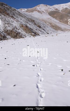 Die Mongolei, im Westen der Mongolei, Altai Gebirge, Snow Leopard oder Unze (Panthera uncia), Spuren im Schnee Stockfoto