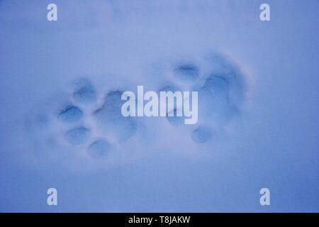 Die Mongolei, im Westen der Mongolei, Altai Gebirge, Snow Leopard oder Unze (Panthera uncia), Spuren im Schnee Stockfoto