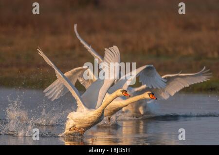 Frankreich, Somme, Baie de Somme, Picardie, Cayeux-Sumpf, Höckerschwan (Cygnus olor) verteidigt sein Territorium und Jagd Eindringlinge im Frühjahr Stockfoto