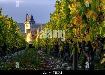 Frankreich, Indre et Loire, Loire-Tal UNESCO Weltkulturerbe, der Weinberg von Chinon und im Hintergrund die Burg von Chinon Stockfoto