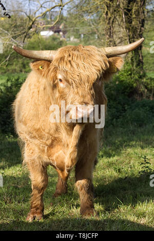 Highland bull Stockfoto