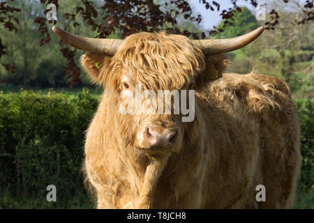 Highland bull Stockfoto