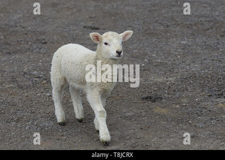 Lamm auf einem Feldweg. Stockfoto