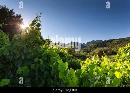 Frankreich, Vaucluse, Weinberge in der Nähe des Dorfes von Gigondas Stockfoto