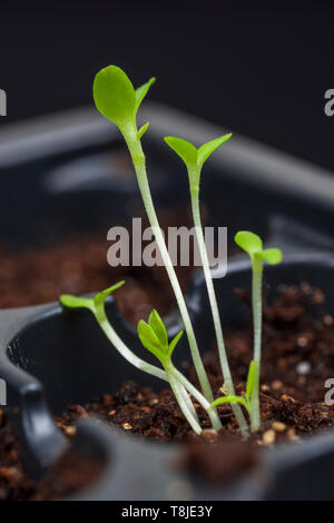 Vertikale Nahaufnahme von sechs junge Sämlinge in einem schwarzen Blumenerde fach geringer Tiefenschärfe. Stockfoto