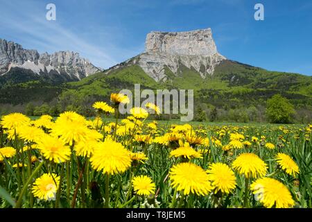 Frankreich, Isère, Trieves, Chichilianne, Löwenzahn Blumen vor Berg Aiguille (2085 m) aus dem Weiler Donniere gesehen Stockfoto