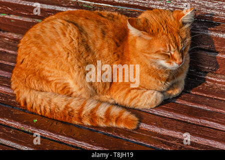 Rote Katze liegt auf einer Bank und schlafen in der Sonnenstrahlen Stockfoto