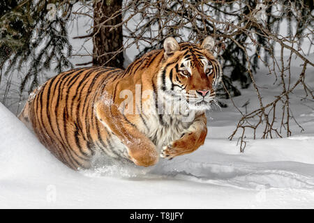 Der sibirische Tiger ist die größte der großen Katzen und kann bis zu 670 kg wiegen. In der Wildnis ihr Gewicht ist in der Regel so viel wie 500 Pfund. Stockfoto