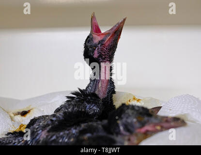 Sussex, UK. Nest von gerettet baby Krähen (Corvus) im Inkubator in Wildlife Hospital mit einem Küken gerade noch auf der Suche nach Essen, nachdem Sie gefüttert worden sind Stockfoto