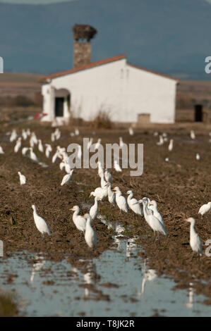 Kuhreiher, Bubulcus ibis Gruppe auf der Suche nach Nahrung in einem Feld Stockfoto