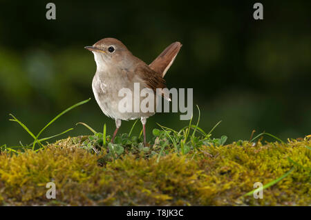 Gemeinsame Nachtigall - Luscinia megarhynchos Portrait Stockfoto