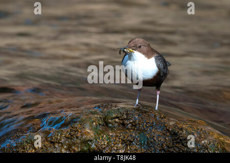 Pendelarm - Cinclus cinclus einzigen Vogel auf Rock mit Nahrung im Schnabel Stockfoto