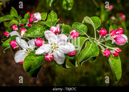 Frühling Apfelblüten Stockfoto