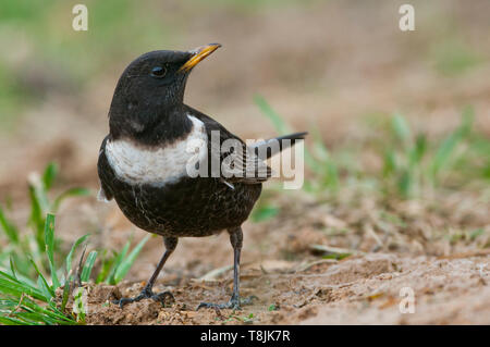 Die RINGDROSSEL - Turdus torquatus auf dem Boden gehockt Stockfoto