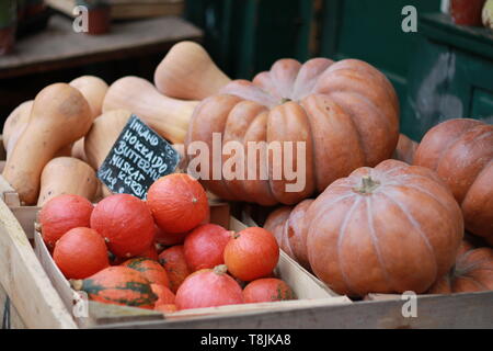 Auswahl der Kürbisse auf dem Bauernmarkt Stockfoto