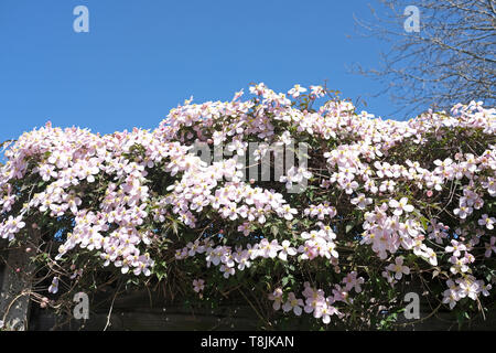 Massen von Blassrosa Clematis montana Blumen kriechen über den Gartenzaun im späten Frühjahr. Stockfoto