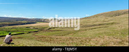 Die Marsden, Yorkshire Moor an einem Sommertag mit klaren blauen Himmel, Rinder im Hintergrund. Die Überreste der Waldbrände kann auch in der gesehen werden. Stockfoto