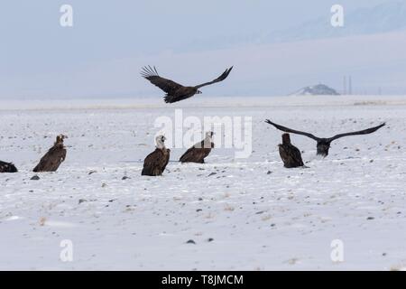 Die Mongolei, im Westen der Mongolei, Altai Gebirge, Cinereous Geier oder schwarze Geier oder Mönch Geier (Aegypius monachus), Sitzecke und Ausziehen Stockfoto