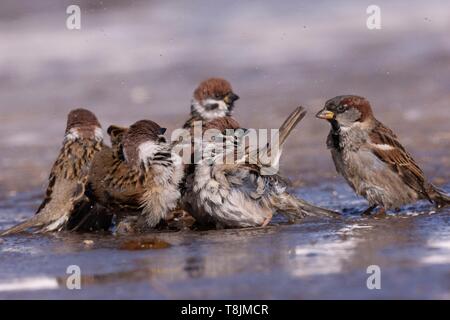 Die Mongolei, hustai National Park, Gruppe von Baum Spatzen (Passer montanus) und Haussperling Passer domesticus) Schwimmen in einer Pfütze Stockfoto